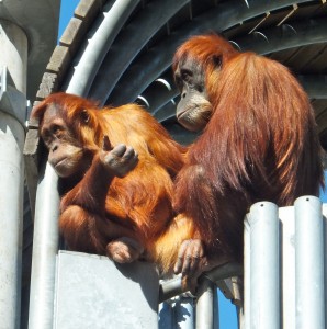 Mr & Mrs Orangutan