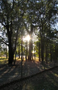 Sunlight peeks through trees on Australian semi-rural property.